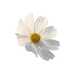 White cosmos flower in morning sunlight isolated on white background with clipping path