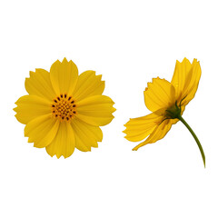Yellow cosmos flower with front and back view isolated on white background with clipping path.