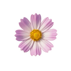 Light purple cosmos flowers isolated on white background with clipping path.