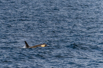 Fototapeta premium Close-up of a killer whale, Orcinus orca, swimming in the waters of the Antarctic peninsula, near Anvers Island.