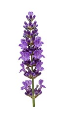Obraz premium Close-up of a vibrant lavender flower stalk, displaying intricate details of its purple blooms against a clean white background.