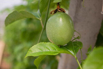 Fresh passion fruit and  has green leaves from the garden 