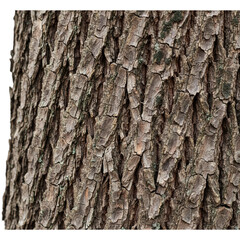 Obraz premium tree bark texture for background 
