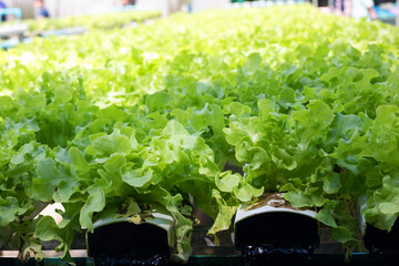 Green oak lettuce or Salad vegetables in Nursery for seedlings from the garden Hydroponics or Soilless Culture