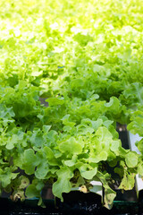 Green oak lettuce or Salad vegetables in Nursery for seedlings from the garden Hydroponics or Soilless Culture
