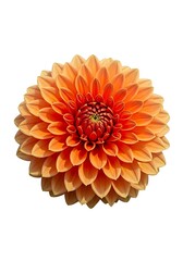 Orange Dahlia Flower Close-up.