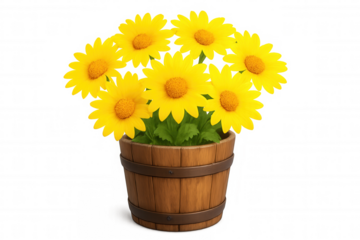 Yellow daisy flowers blooming in a wooden barrel planter, vibrant spring and summer gardening decoration, transparent background