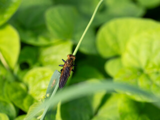  野原の植物に掴まるアオメアブ