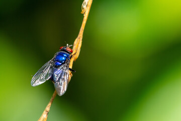 Mosca azul	
