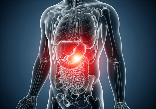 Human skeleton x-ray anatomy highlighting red pain in abdominal cavity focusing on intestines colon and digestive system