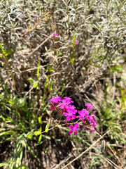 花, 自然,  Flowers, nature,