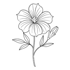 minimal line art nierembergia caerulea vector on white background