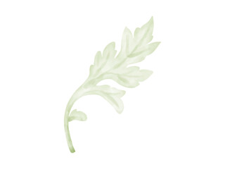 よもぎ　薬草　イラスト　３　ヨモギの葉の裏側