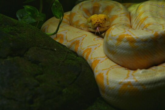 a yellow python is seen resting quietly on the rocks