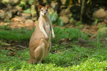 an agile wallaby looks on curiously