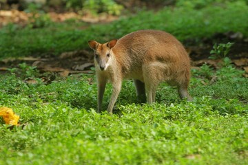 an agile wallaby looks on curiously