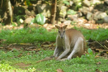 an agile wallaby looks on curiously