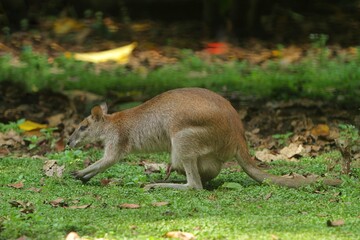 Fototapeta premium An agile wallaby was seen roaming the fields
