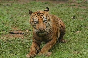 A sumatran tiger is seen lying on the grass while growling.