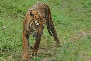 a sumatran tiger is seen walking in the bushes