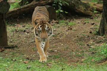 a sumatran tiger is seen walking in the bushes