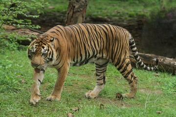 a sumatran tiger is seen walking in the bushes