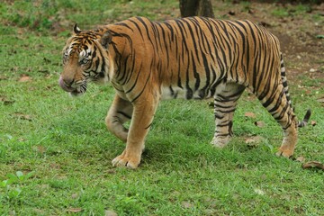 a sumatran tiger is seen walking in the bushes
