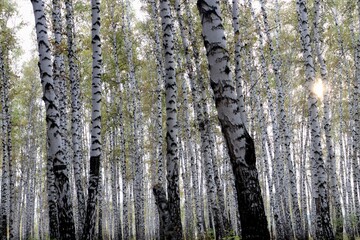 Obraz premium tree in the forest