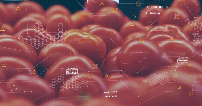 Light shining on tomato cluster when scanning overlays appear and intensify for AI inspection
