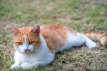 Orange tabby cat relaxing peacefully on green grass lawn, a perfect moment of feline calm and nature.