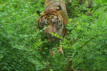 A sumatran tiger was seen walking in the bush