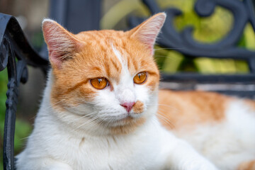 Close up, Orange tabby cat face relaxing peacefully on the floor enjoying a peaceful moment, a perfect moment of feline calm and nature.