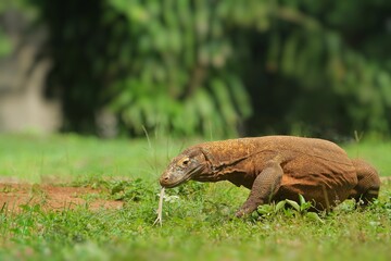 a Komodo dragon is seen roaming the grass during the day