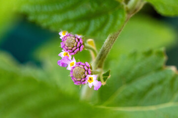 Erva cidreira (Melissa officinalis). Chá