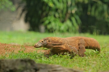 a komodo dragon is seen roaming the grass during the day