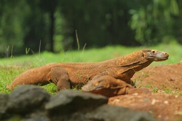 Komodo dragons can be seen roaming the land during the day