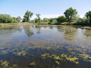 Eutrophication and Algal Bloom on Pond Surface, Early Summer in Boulder, Colorado