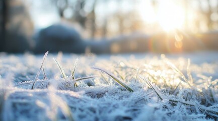Close-up grassy field covered frost grass thin green Frozen grass