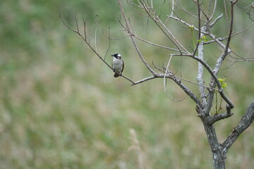 Taiwan Taipei City Chinese Bulbul perched in field habitat
