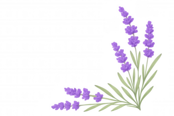 Lavender flowers illustration, delicate purple floral design, creating a botanical border on transparent background