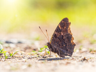 Peacock butterfly on the ground among the grass