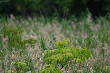 Taiwan Taipei City Chinese Bulbul perched on tree branch