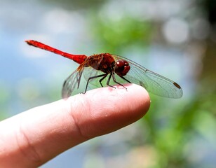 Red dragonfly perched on a finger