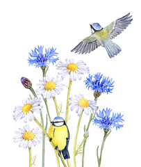 watercolor drawing flowers of daisy, blue cornflower and birds of blue tits, isolated at white background, wild flowering plants, hand drawn illustration
