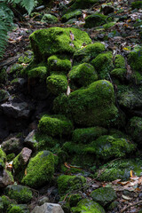 Stones in the forest with moss on them © ALEJANDRO