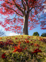 Naklejka premium 落葉彩る紅葉