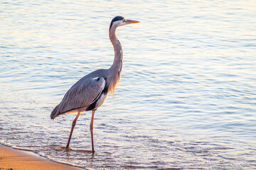 Naklejka premium A heron hunting in the sea. Grey heron on the hunt
