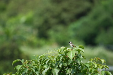 Light-vented Bulbul on green foliage in Taipei City
