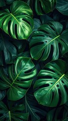 Lush, deep green monstera leaves fill the frame