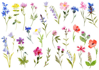 watercolor drawing wild flowers, flowering plants at white background, floral doodle, hand drawn illustration